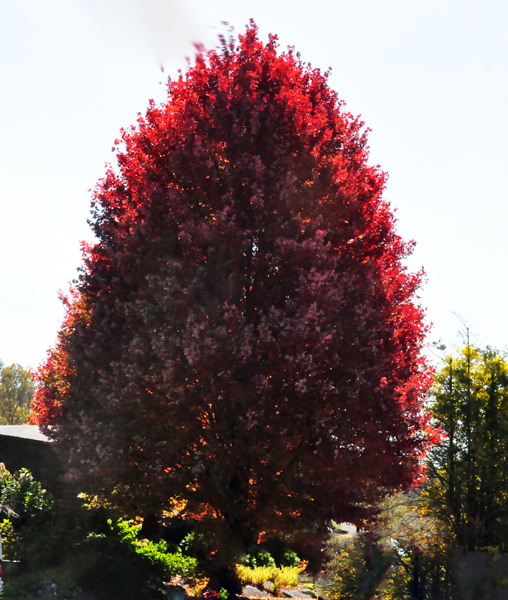 a beautiful dark red tree